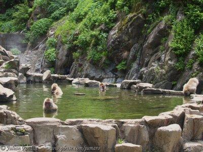 Snow monkeys