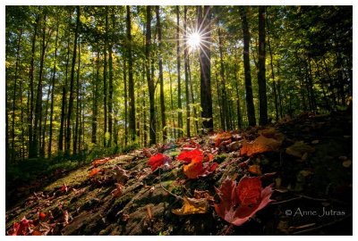 Contre-Jour