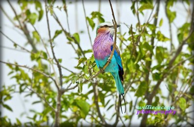 WCC_3467-brighter.jpg