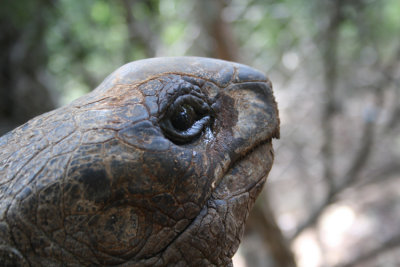 185 Year Old Tortoise, Prison Island