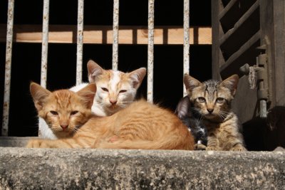 Zanzibar Kittens