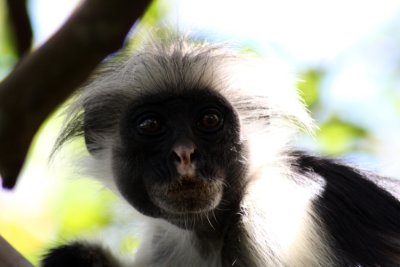 Red Colobus Monkey, Jozani Forest, Zanzibar