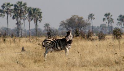 Okavango Delta