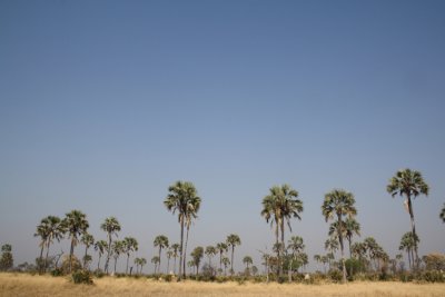 Okavango Delta