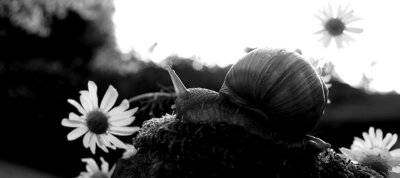 Roman Snail