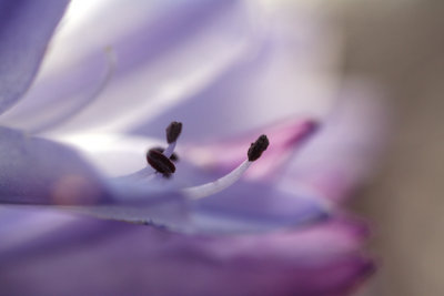 Agapanthus