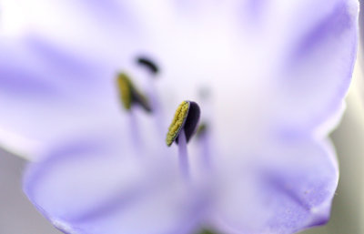 Agapanthus