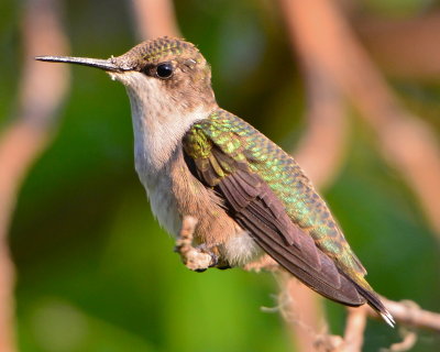 My First Hummingbird Shots - 2011