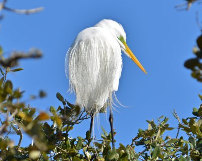 Herons & Egrets - 2011