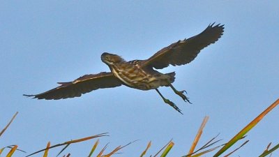 American Bittern - 2011