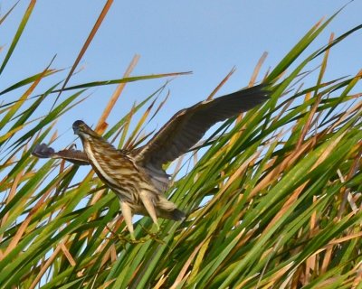 American Bittern 3