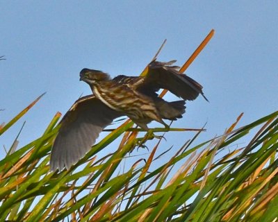 American Bittern 2
