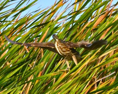 American Bittern 4