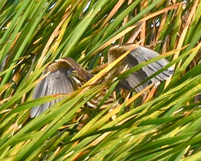 American Bittern 5