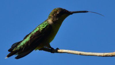 My First Hummingbird Shots - 2011