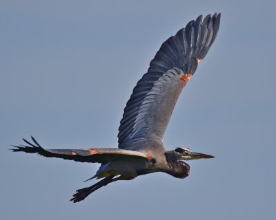 Herons & Egrets - 2011