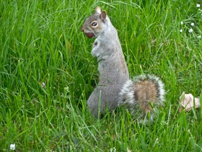 Squirrel's got his nut.