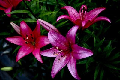 WileyPost_Lillies_13Aug2011_ 002A [640x480].JPG