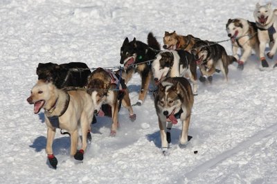 Iditarod40_WillowStart_04Mar2012_ 051 (Copy).JPG