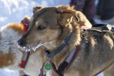 Iditarod_40_Shaktoolik_CheckPoint_11Mar2012_ 009A [800x534].jpg