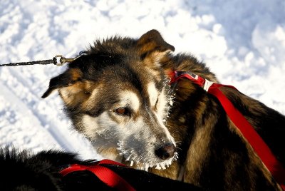 Iditarod_40_Shaktoolik_CheckPoint_11Mar2012_ 014A [800x536].jpg