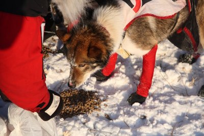 Iditarod_40_Shaktoolik_CheckPoint_11Mar2012_ 047 [800x533].JPG