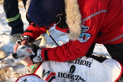 Iditarod_40_Shaktoolik_CheckPoint_11Mar2012_ 050 [800x537].JPG