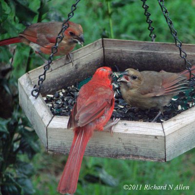 Northern Cardinals