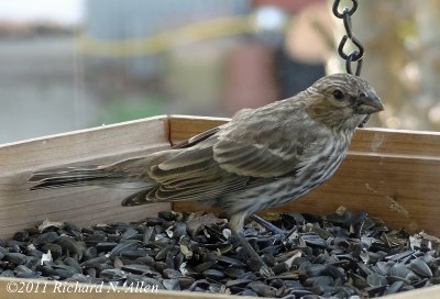 House Finch (female)