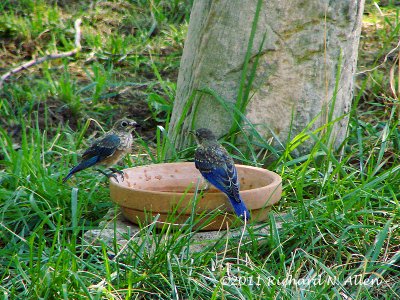 Eastern Bluebirds