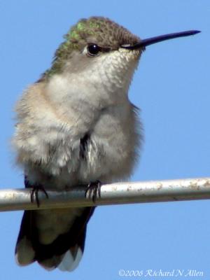 DSC01060.jpg