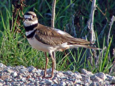 Killdeer