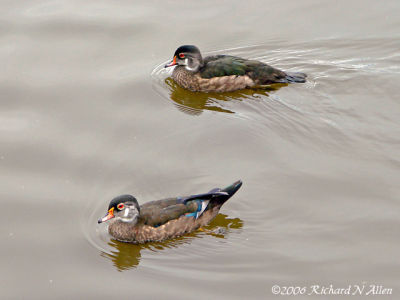 Wood Ducks (males)