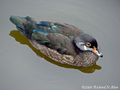 Wood Duck (male)