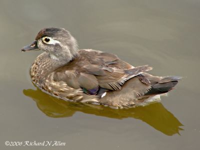 Wood Duck (female)