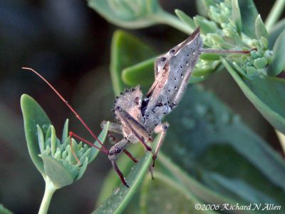 Wheel Bug