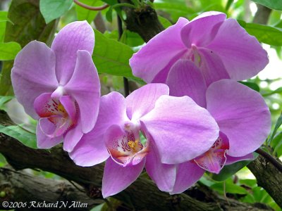 Phalaenopsis orchid