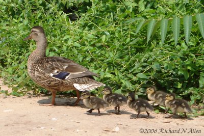 Mallard family