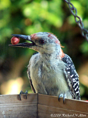 Northern Red-Bellied Woodpecker (female)