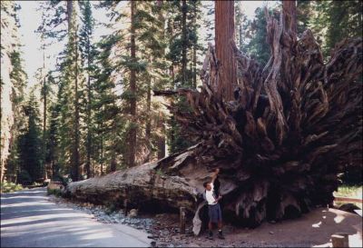 1997: August 1997, Sequoia park, Kings Canyon, USA