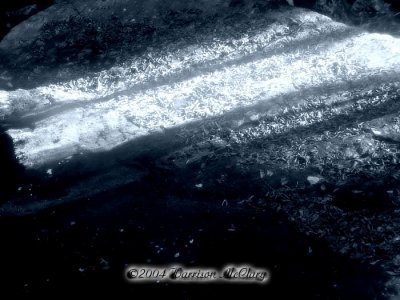 whm-foster010.jpg