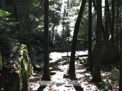 whm-foster013.jpg