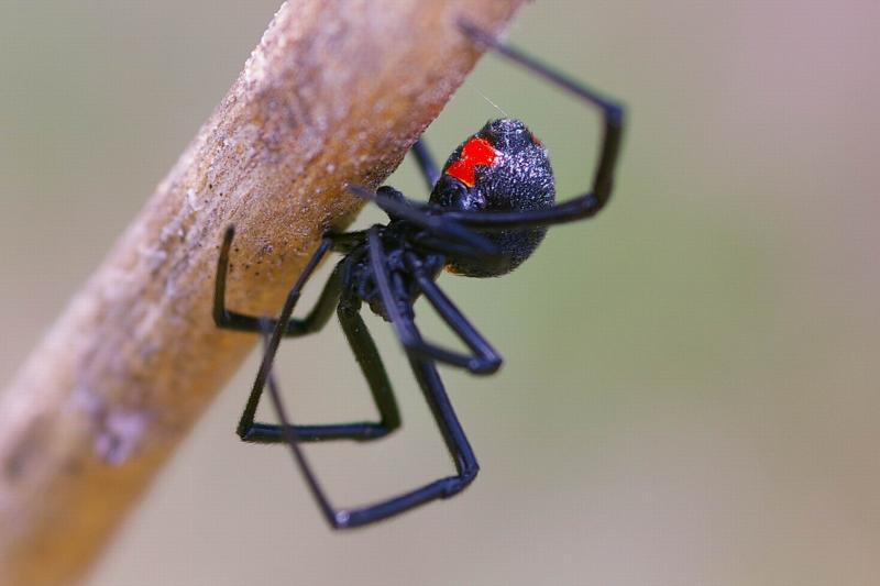 Black widow (latrodectus mactans)