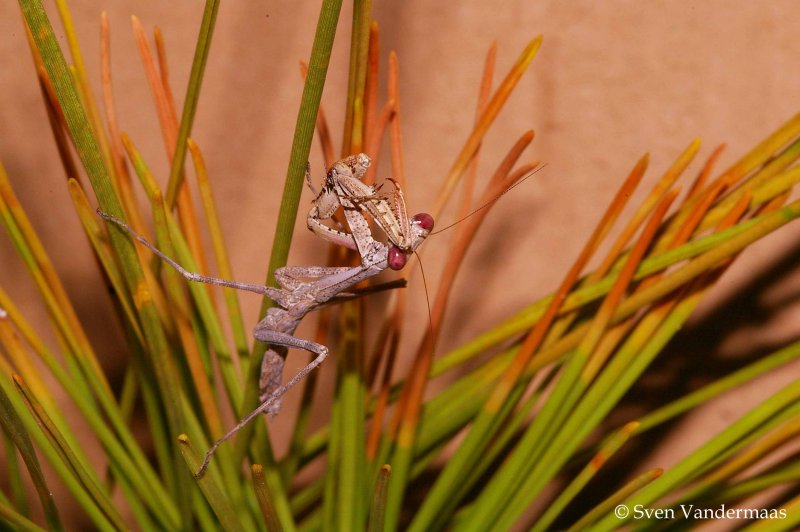 Praying mantis