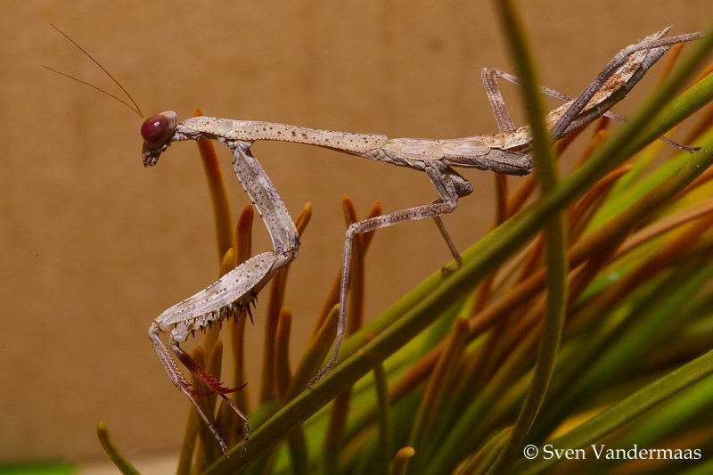 Praying mantis