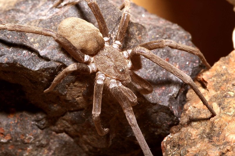 Wolf Spider