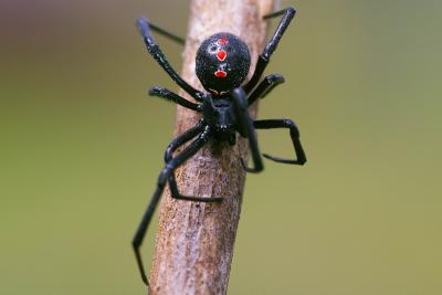 Black widow (latrodectus mactans)