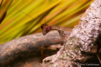 Praying mantis