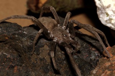 Wolf Spider