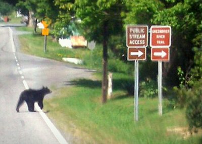 Dustys WV bear pic pc.jpg